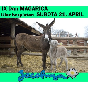 IX DAN MAGARICA